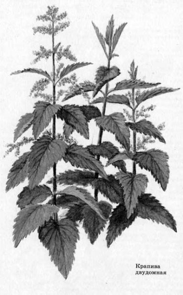 Крапива для детей