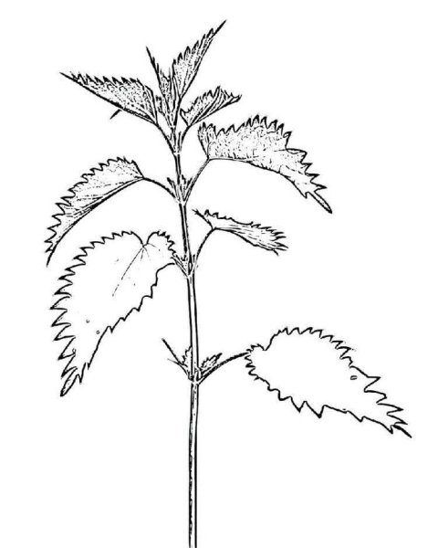 Нарисовать крапиву