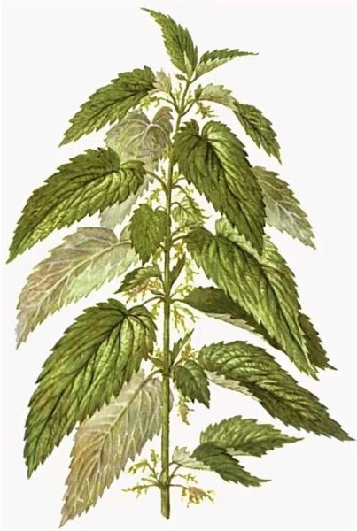 Лекарственные растения крапива жгучая