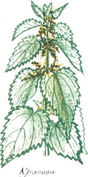 Крапива раскраска