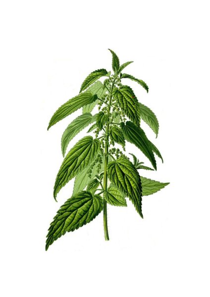 Крапива раскраска для детей