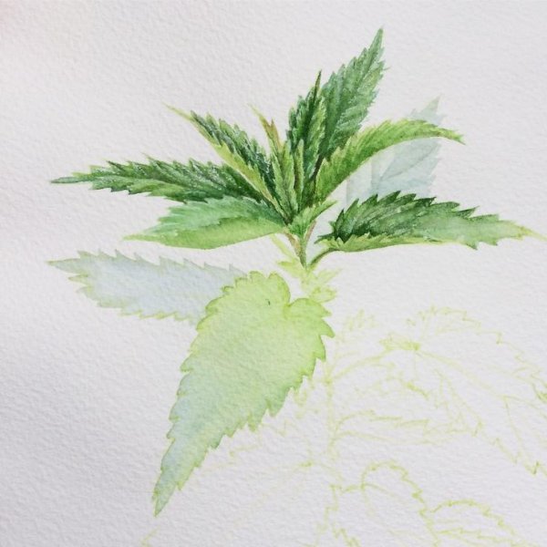 Крапива для раскрашивания