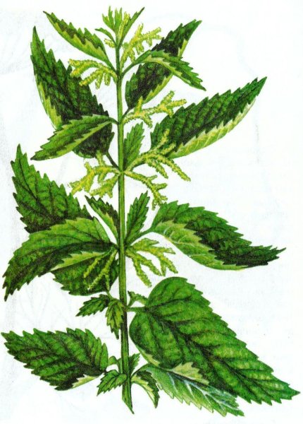 Крапива двудомная яснотка белая