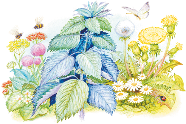 Крапива двудомная на белом фоне