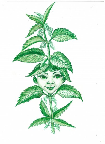 Крапива карандашом