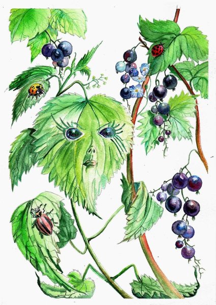 Зарисовки крапивы