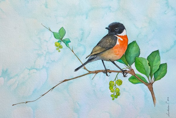 Малиновка птичка рисование