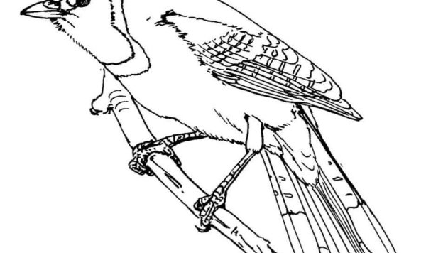 Сойка раскраска для детей