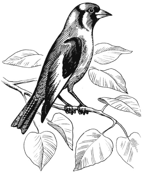 Птицы картинки