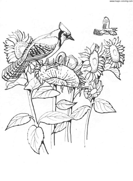 Раскраски красивые птицы