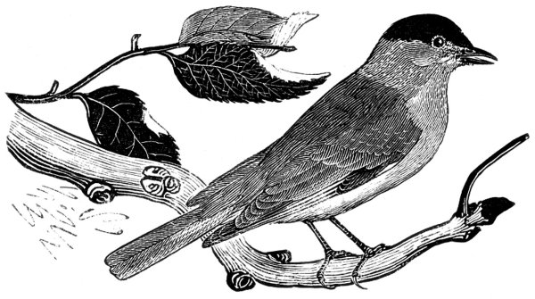 Садовая Славка рисунок