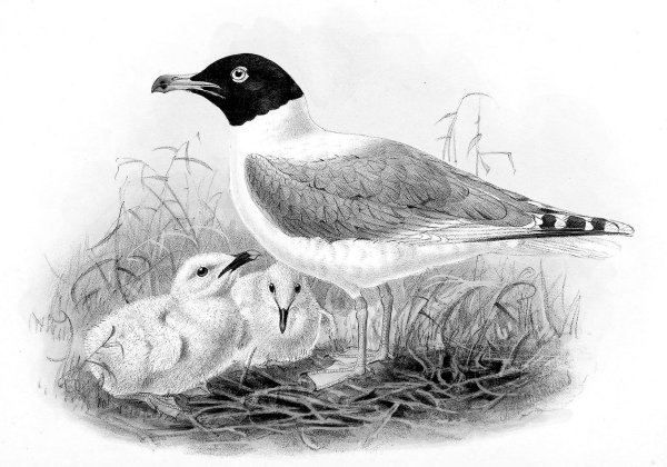 Черноголовый раскраска