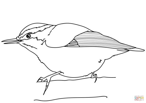 Поползень раскраска