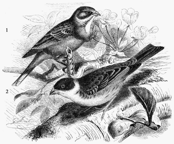 Овсянка рисунок