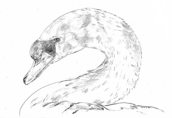 Легкий рисунок черноголового