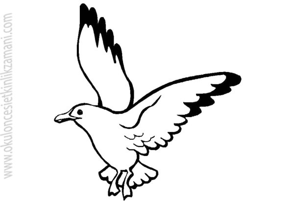 Чайки раскраска для детей