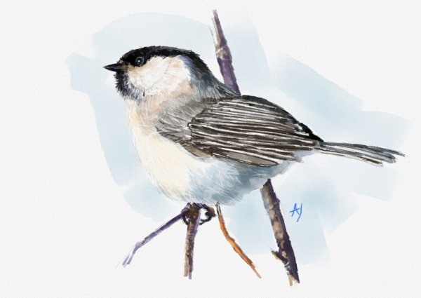 Серенаголовый раскраска