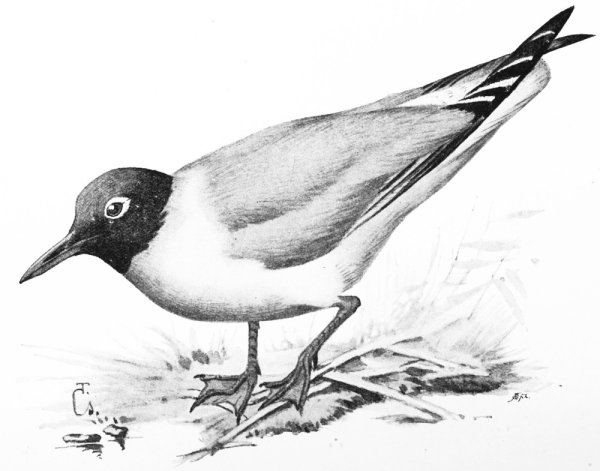 Рисунок муравей карандашом для срисовки