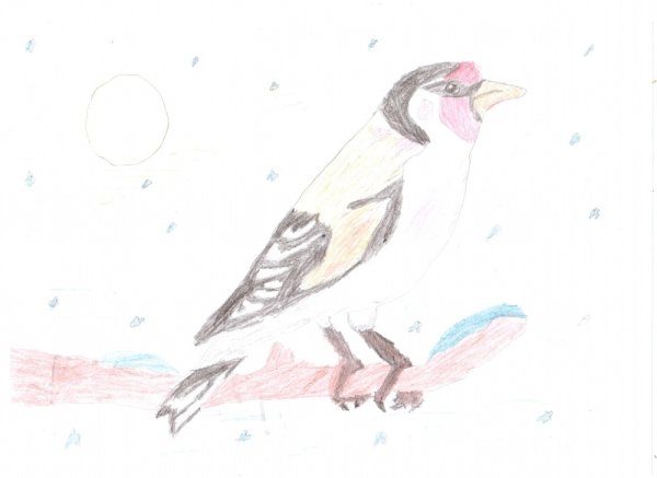 Рисунок черноголового