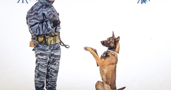 Силуэт пограничника с собакой