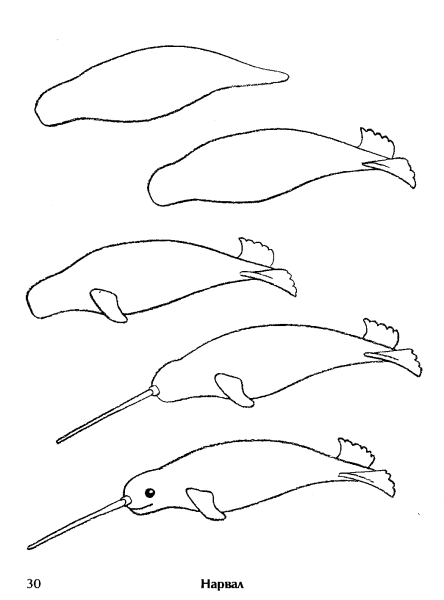 Нарвалы на рисование