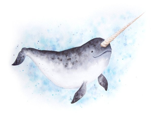 Рисунок нарвала