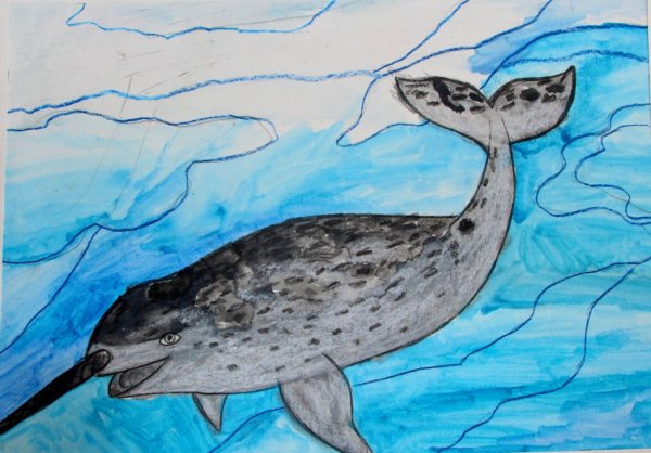 Нарвал раскраска для детей