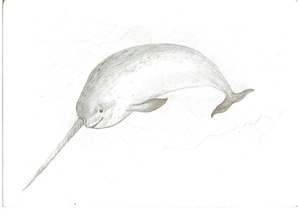 Нарвал раскраска