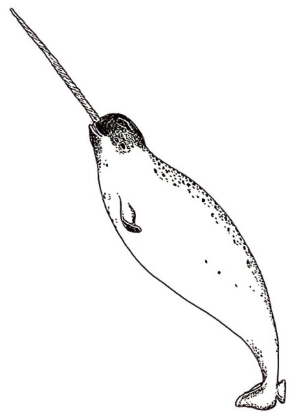 Нарвал мультяшный