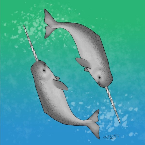 Нарвал рисунок простой