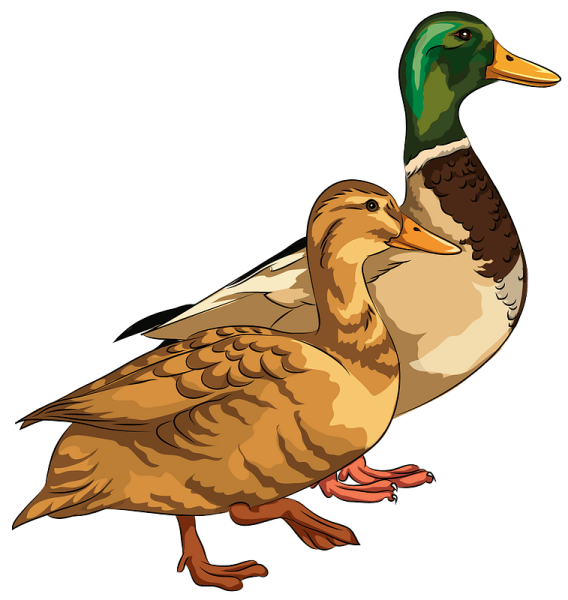 Утка вектор