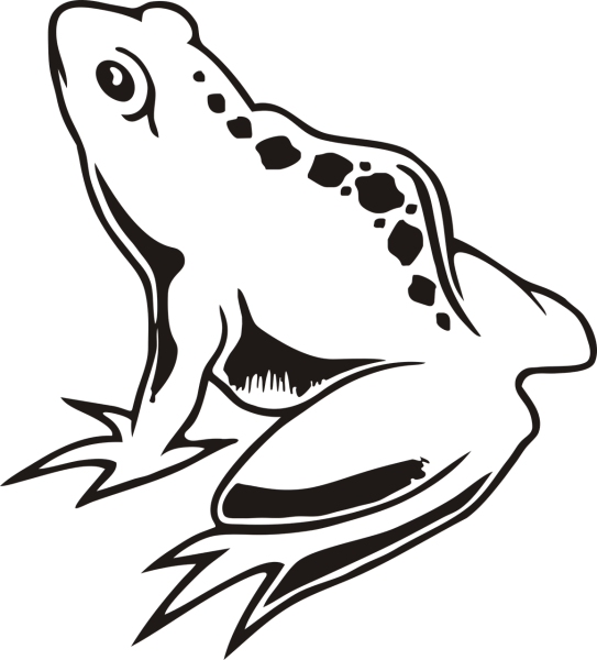 Лягушка черно белая