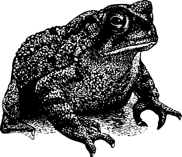 Жаба стилизация