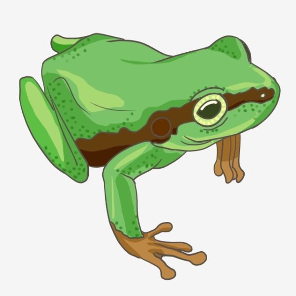 Лягушка рисунок на белом фоне