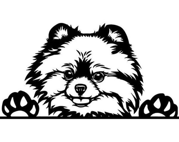 Шпиц вектор