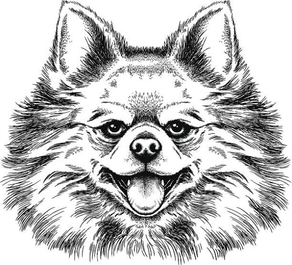 Шпиц вектор