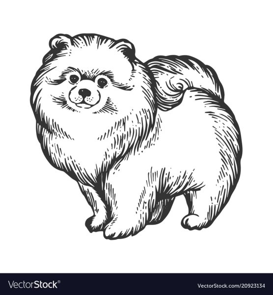 Раскраска шпиц