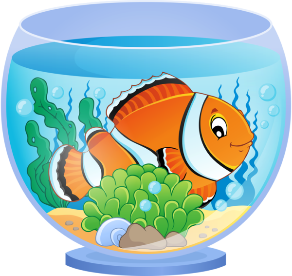 Золотая рыбка в аквариуме