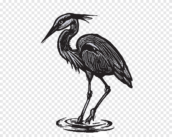 Белая цапля на черном фоне