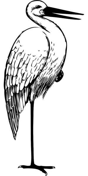 Аист рисунок