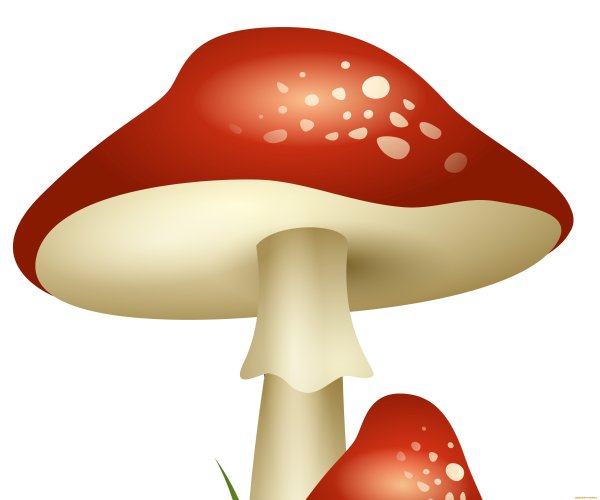 Мухоморы векторные