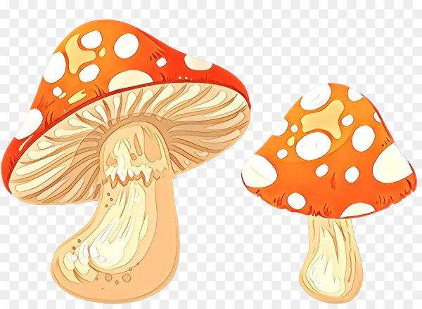 Съедобные грибы картинки нарисованные