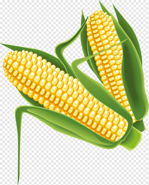Кукуруза Corn