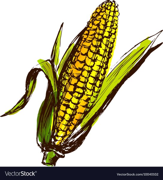 Кукуруза скетч
