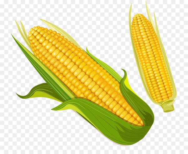 Кукуруза початок