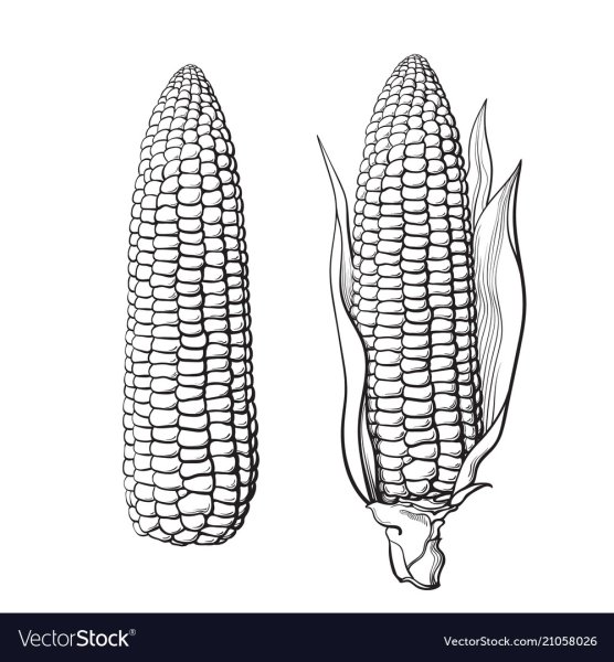 Кукуруза гравюра