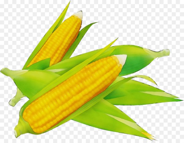 Кукуруза початок