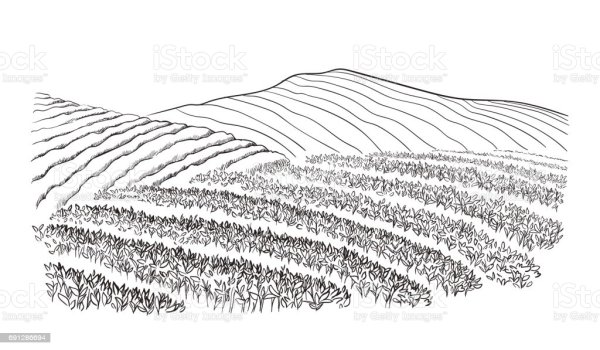 Чайная плантация вектор