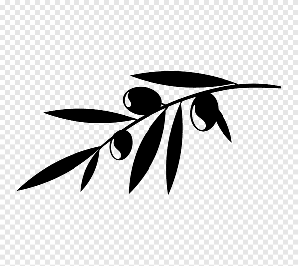 Веточки оливы