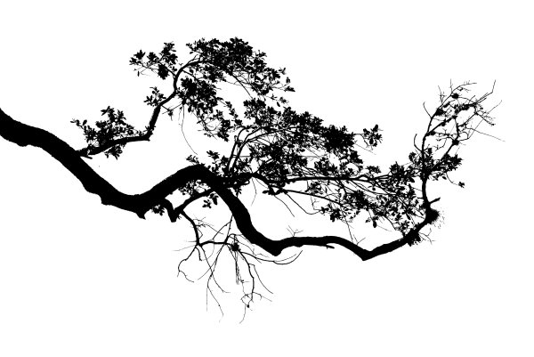 Ветка дерева Графика